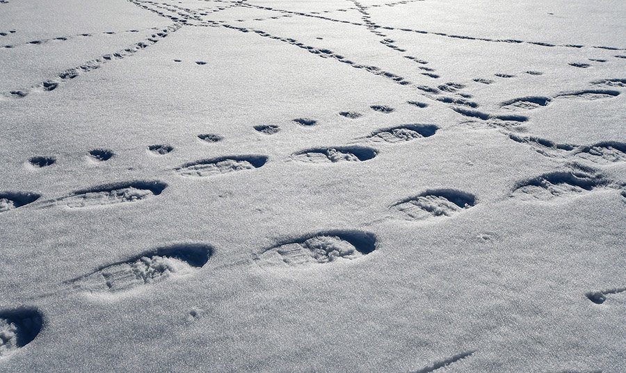 Snowshoe prints