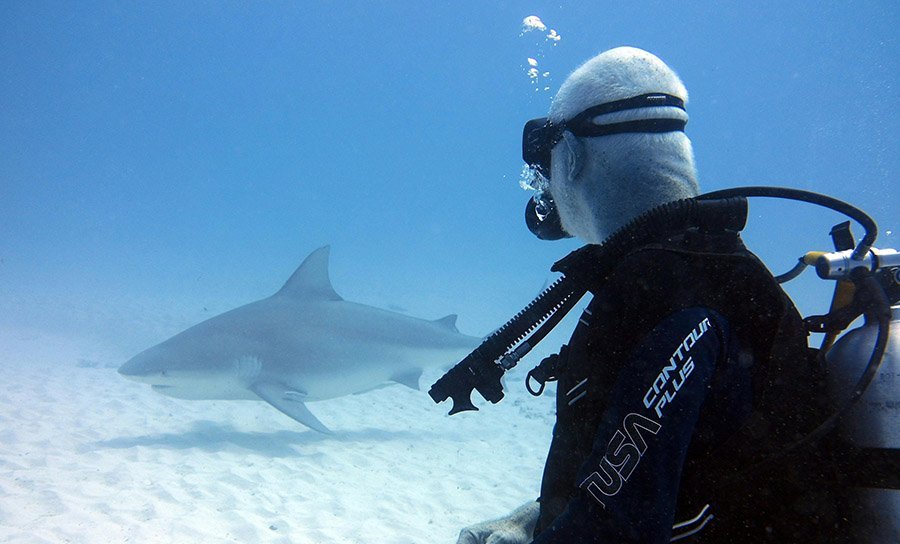 Diving with sharks
