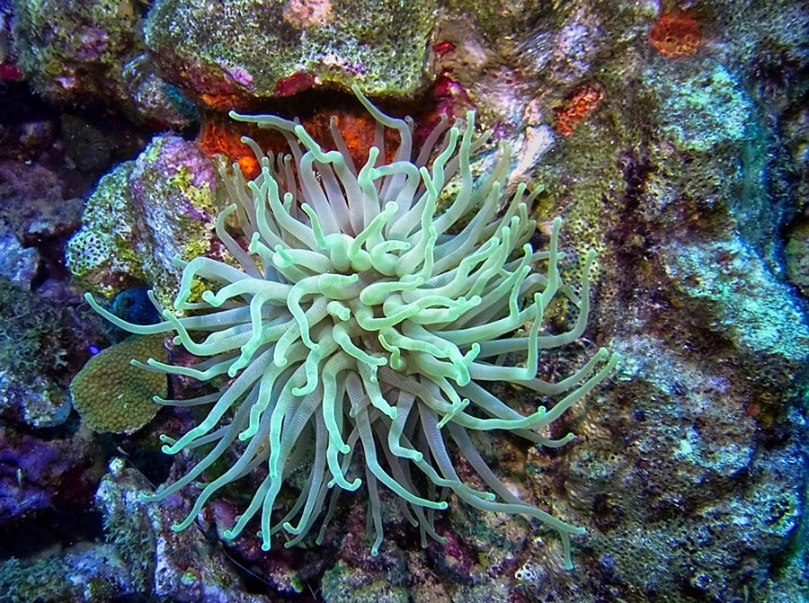 sea anemone in Bonaire